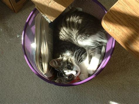 Gay Cats On Twitter B B Ec Dd F Cf Ee Https T Co Kybwdn O Twitter