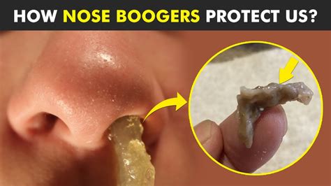 Why Do We Have Boogers In Nose Nose Boogers Exposed YouTube