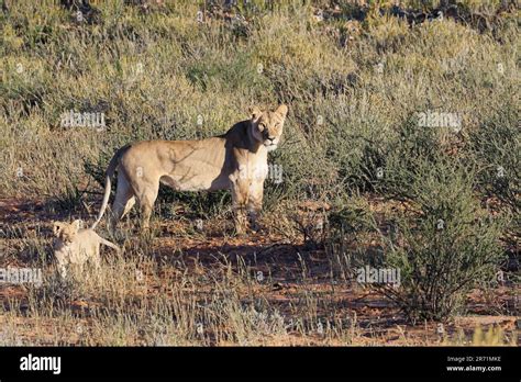 African Lions Panthera Leo Lioness With Cub In The Grassy Red Sand