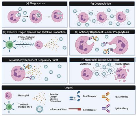 Neutrophils Function