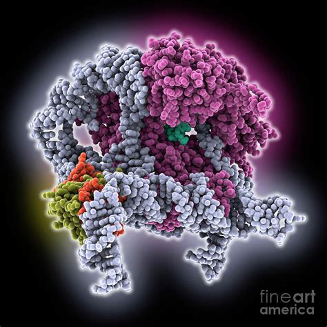 core  human telomerase holoenzyme  science photo library