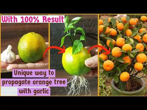 Propagate Orange Tree At Home How To Grow Orange Tree By Leaves With