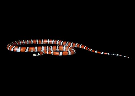 Arizona Mountain Kingsnake | Liberty Wildlife