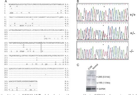 Figure From A Missense Mutation In The Bovine Slc A Gene Encoding