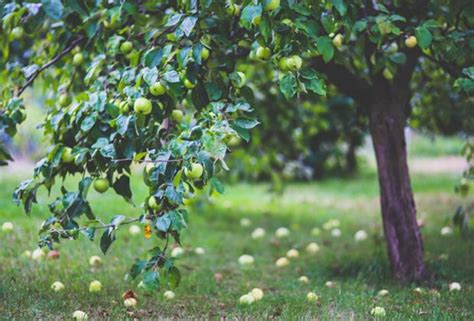 Appelboom Snoeien Wanneer Hoe Snoei Je N Appel Intratuin