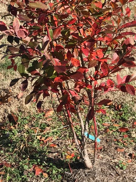 Vaccinium Virgatum Rabbiteye Blueberry North Carolina Extension