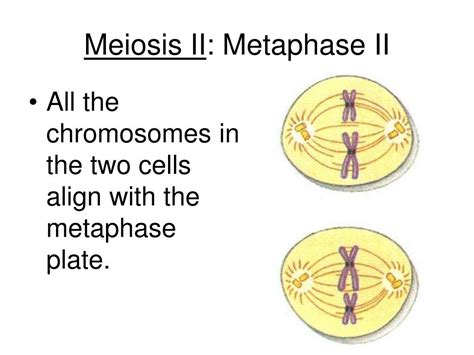 Ppt Cell Division Powerpoint Presentation Free Download Id329969