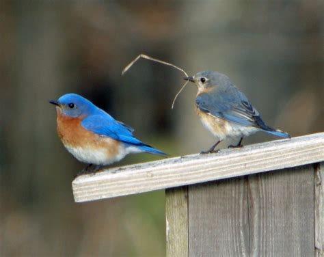 Door To Nature Eastern Bluebirds Door County Pulse