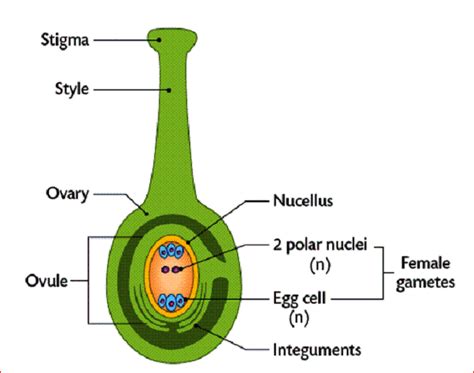 The Pistil, Megasporangium and Embryo sac Diagram | Quizlet