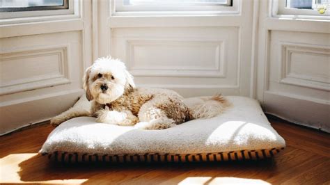 Best Washable Dog Beds to Keep Your Doggo's Space Feeling Fresh