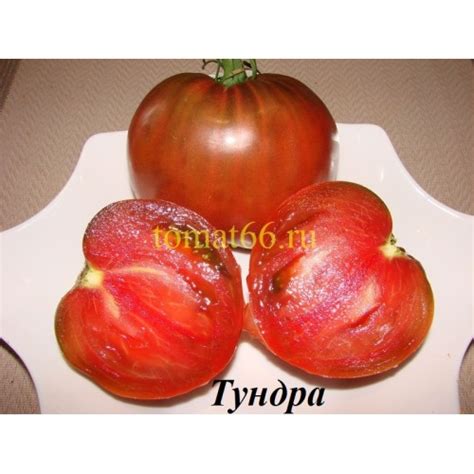 Тундра