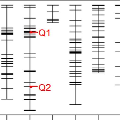 Linkage Map And The Position Of Qtls Q1 Corresponds To Snp Phm550231