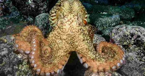 Octopus Behavior - AnimalBehaviorCorner