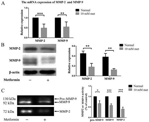 Metformin Inhibits Endothelial Progenitor Cell Migration By Decreasing