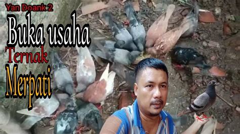 Bisnis Kecil Kecilan Dari Ternak Burung Dara Merpati Youtube