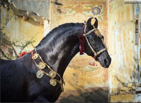 Equine Photography By Ekaterina Druz Artistic Horse Pictures Stable