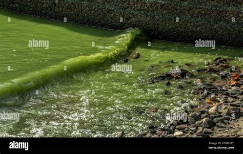 Cyanobacteria bloom at a reservoir Stock Photo - Alamy