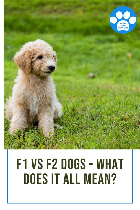 F1 Vs F2 Dogs And What F1b F2b And F3 Dog Breeds Mean Your Dog