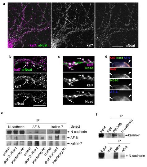 Kalirin Colocalizes And Interacts With N Cadherin Adhesion Complexes