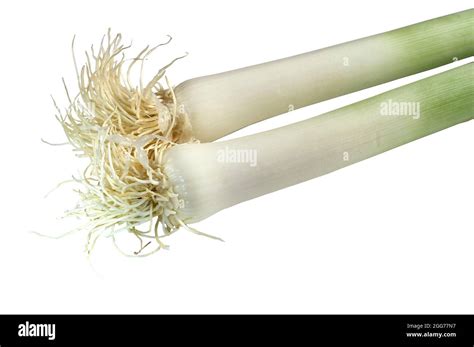 Organic Leeks From The Valencian Garden In Spain Stock Photo Alamy