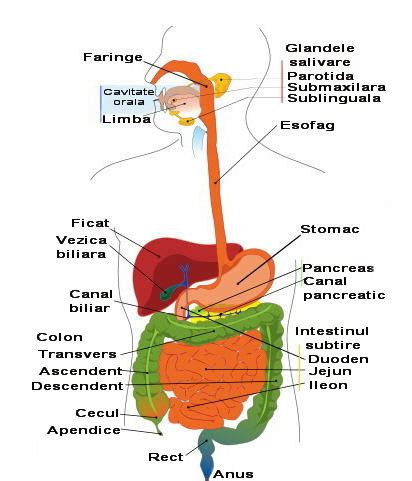 Anatomia Si Fiziologia Omului Sistemul Digestiv Video