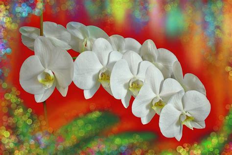 Pure White Orchid Multi Blossom Spray Red Green Aqua Yellow Bkgd