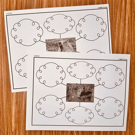 Groundhogs Nonfiction Bubble Map Graphic Organizer Simply Kinder Plus