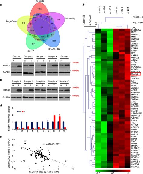 Mir A P Directly Targets Hdac In Crc A The Five Way Venn Diagram