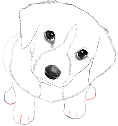 How To Draw A Dog Or Puppy Realistic Easy Step By Step Drawing