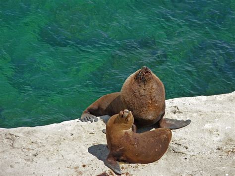 Snorkeling With Sea Lions In Puerto Madryn Puerto Madryn Kimkim