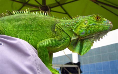 Iguana Verde Mexicana La Iguana Iguana Verde O Teyú Igua Flickr