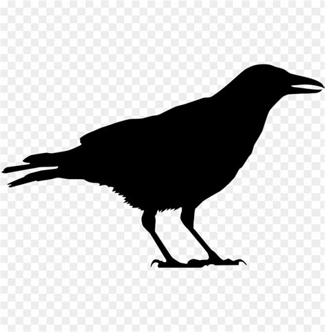 Free download | HD PNG black crow silhouette PNG transparent with Clear Background ID 88910 | TOPpng