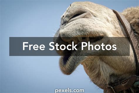 Camel Teeth Photos Download The Best Free Camel Teeth Stock Photos