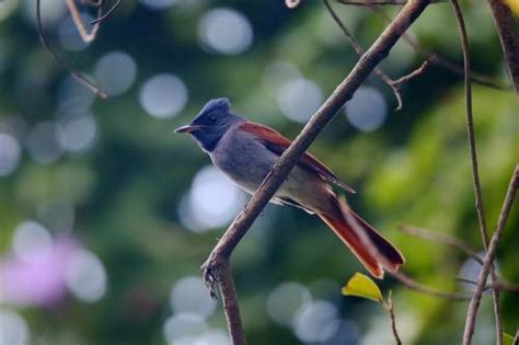 Monarca Colilargo Chino Terpsiphone Incei NaturaLista Mexico