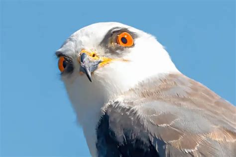 Black Winged Kite Elanus Caeruleus Black Shouldered Kite Bird Stock