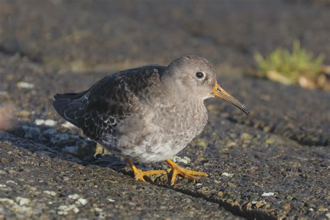 Bob Hogeveen Birdpictures