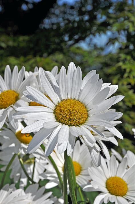 White Spring Daisies Garden Full Of White Spring Daisies Perl