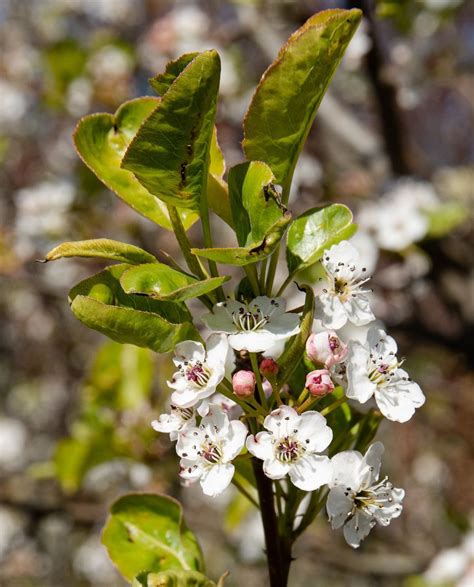 Chinesische Wildbirne Stadtbirne Chanticleer Pyrus Calleryana