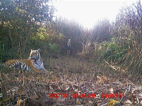 Nepal Records Remarkable Growth In Tiger Numbers Wwf