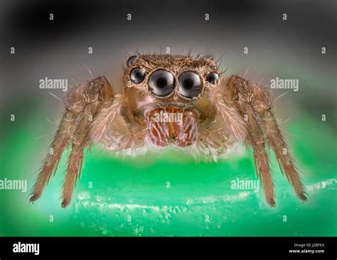 Malaysia Jumping Spider Salticidae High Macro Stacked Image Front