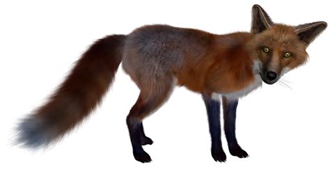 Fox Png Transparent Image Download Size 960x540px