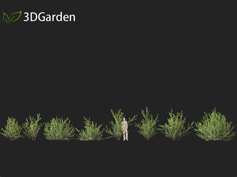 Betula Pumila – Dwarf Birch - 3D Model by 3dgardenplants
