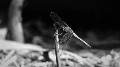 Dragonfly, Insect, Predator. Free Stock Video - Pixabay