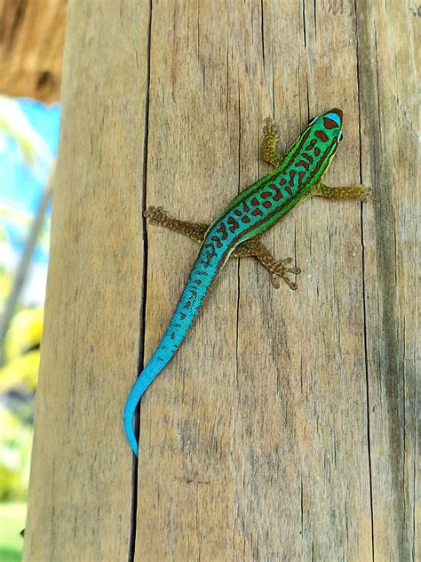 Mauritius Travel Guide added a... - Mauritius Travel Guide