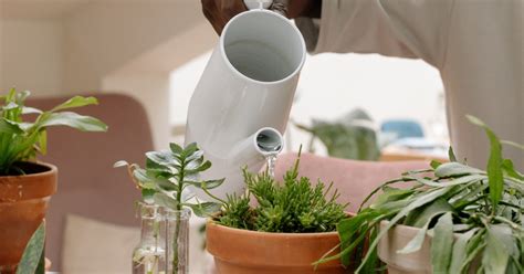 C Mo Puedo Ahorrar Agua Al Regar Las Plantas