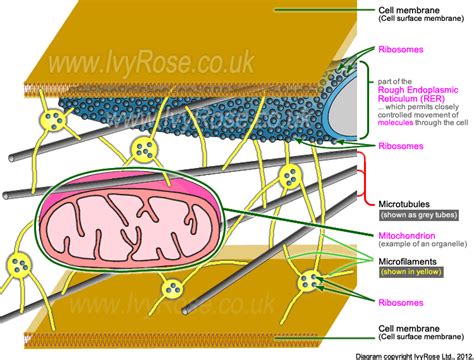 Cytoskeleton Diagram Labeled