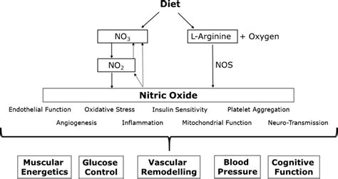 Cardiovascular Disease The Nitric Oxide Pathway And Risk Of Cognitive