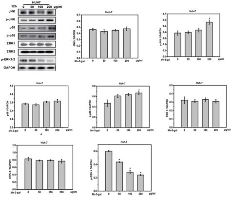 Modulation Effect Of Mv Gal On Mapk Related Protein Expressions In