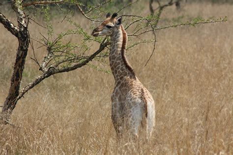 Giraffe Afrika Safari Kostenloses Foto Auf Pixabay Pixabay