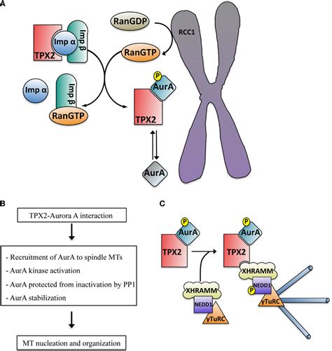 Frontiers Non Centrosomal Tpx Dependent Regulation Of The Aurora A